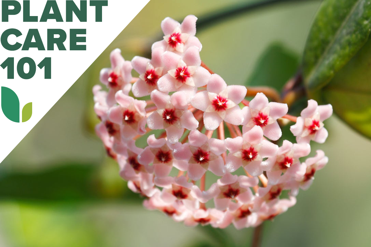 Hoya Plant Care 101 - Bob Vila