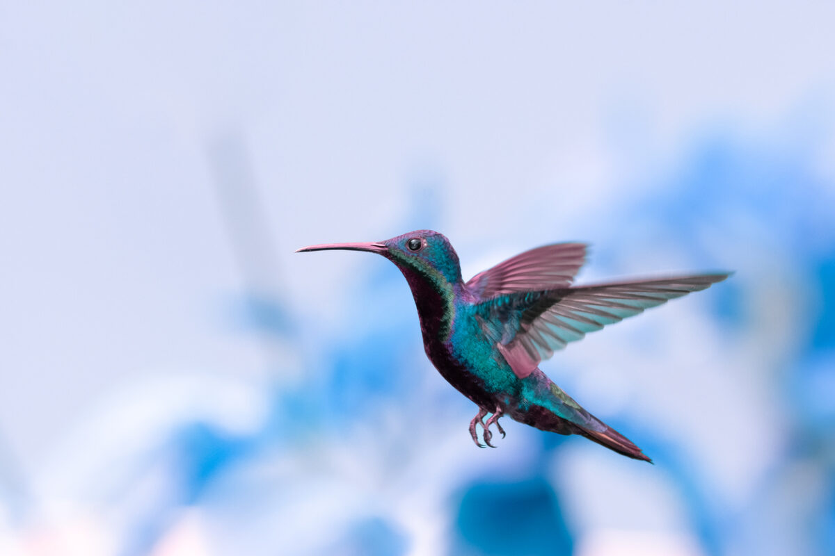 hummingbird facts