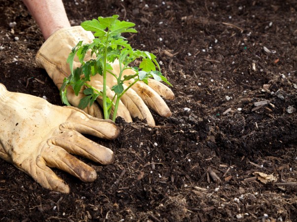 Want a Bountiful Summer Garden? Do These 3 Quick Things to Your Soil This Weekend