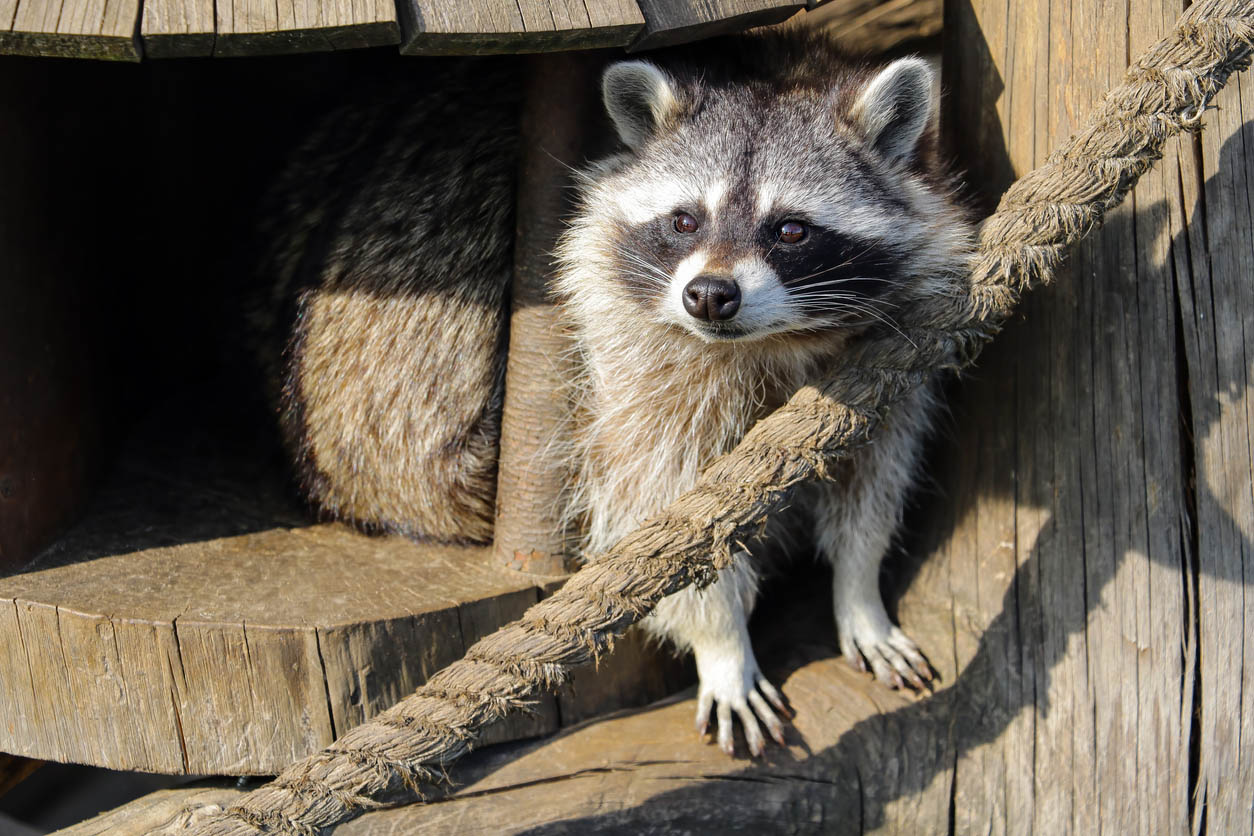A close up of a raccoon.