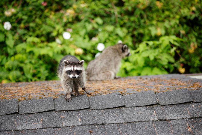 Not-So-Subtle Signs Raccoons Live In Your Attic—And What to Do About Them
