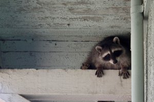 A raccoon hides in a ceiling.