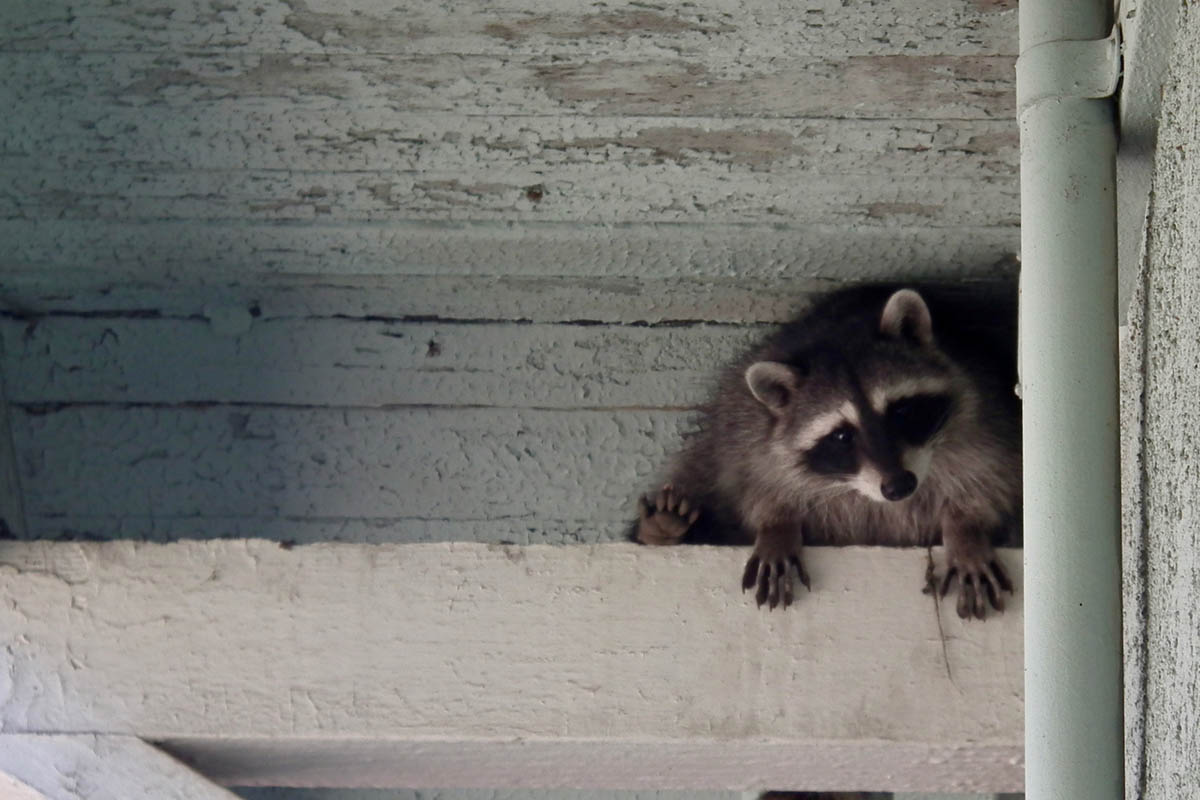 A raccoon hides in a ceiling. 