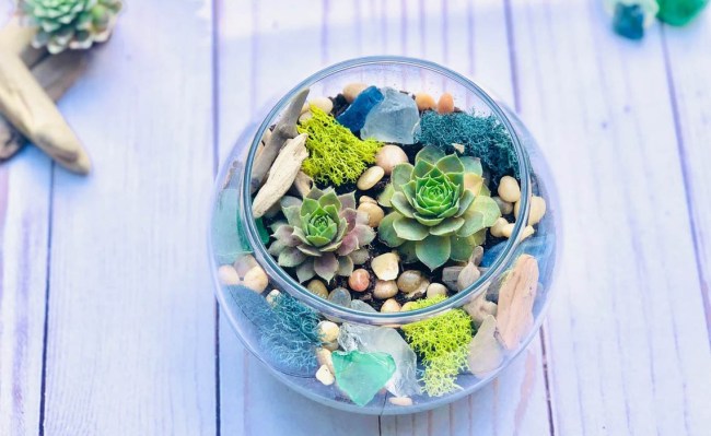 The Best Mothers Day Gifts Option: DIY Succulent Terrarium Kit