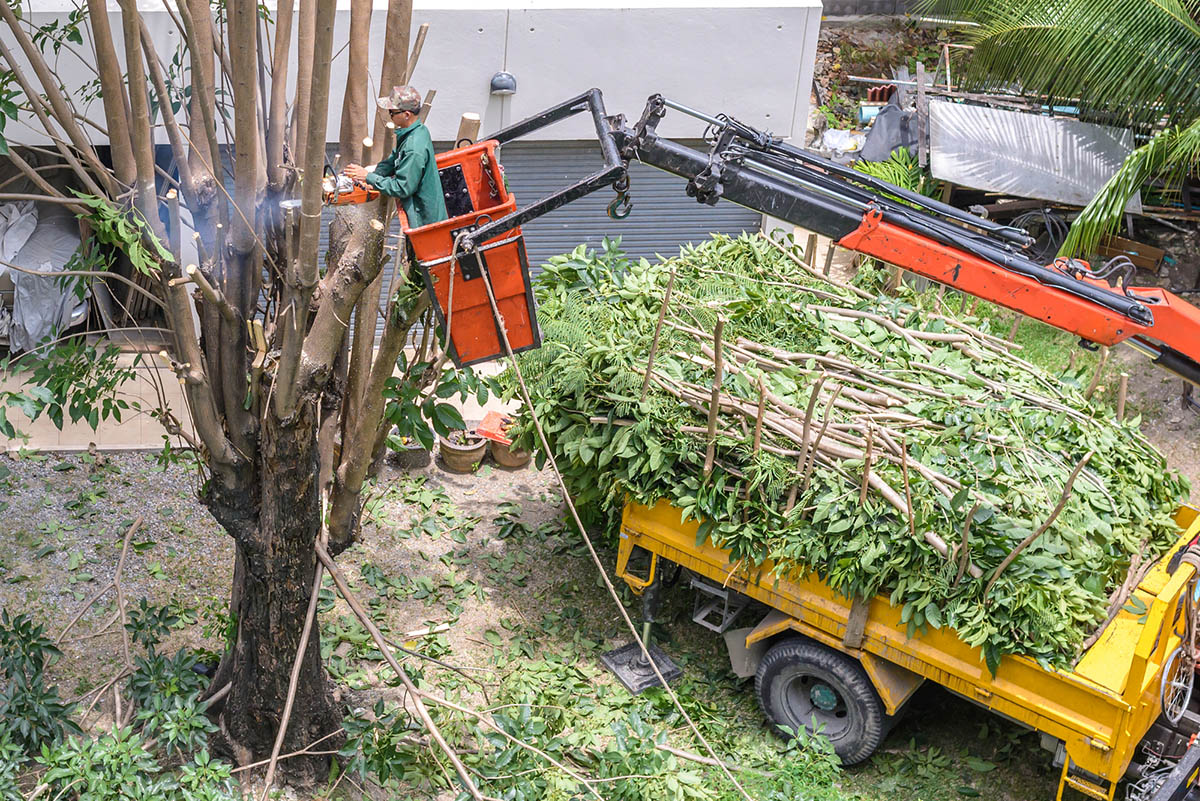 The Best Tree Removal Services Options