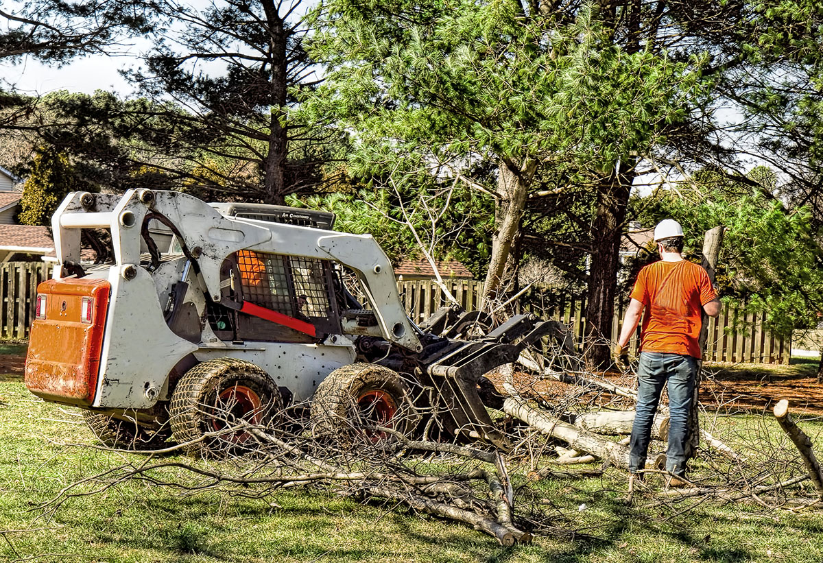 The Best Tree Removal Services Options