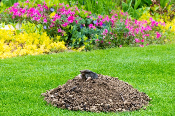 Mole vs. Vole Damage—3 Key Differences for Identification (and What to Do About Each Pest)