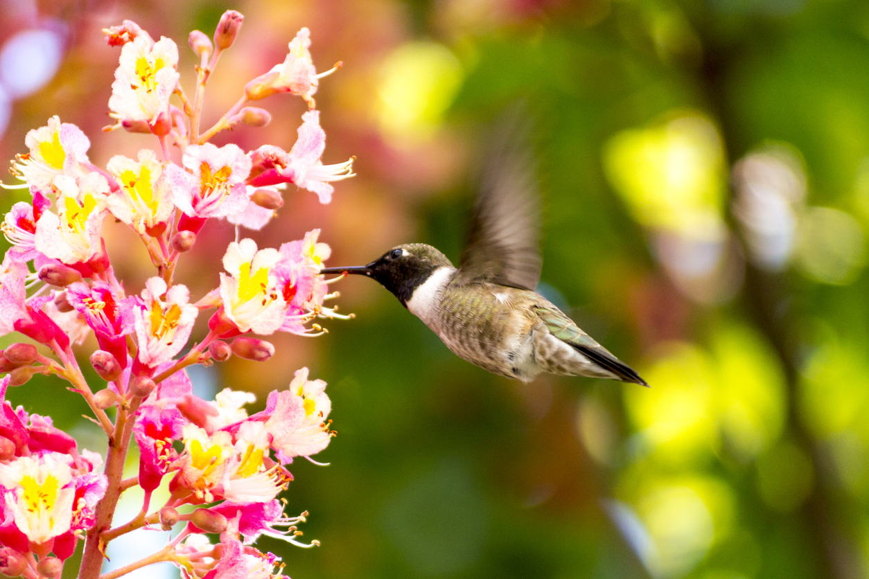 Hummingbird Facts
