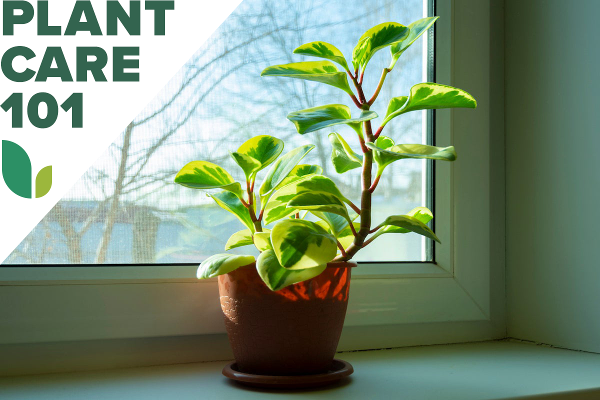 peperomia plant care 101 - how to grow peperomia indoors