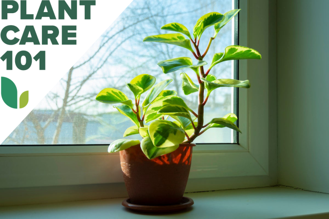 This Guide to Peperomia Care Covers Both Vining and Upright Varieties