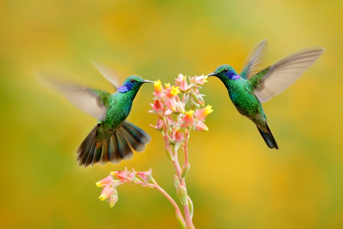 Hummingbird Facts