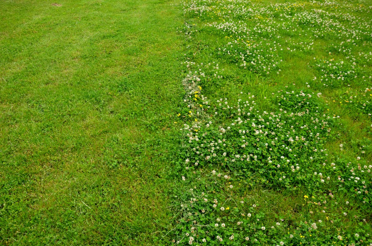 3 Reasons Why You Shouldn’t Kill Clover