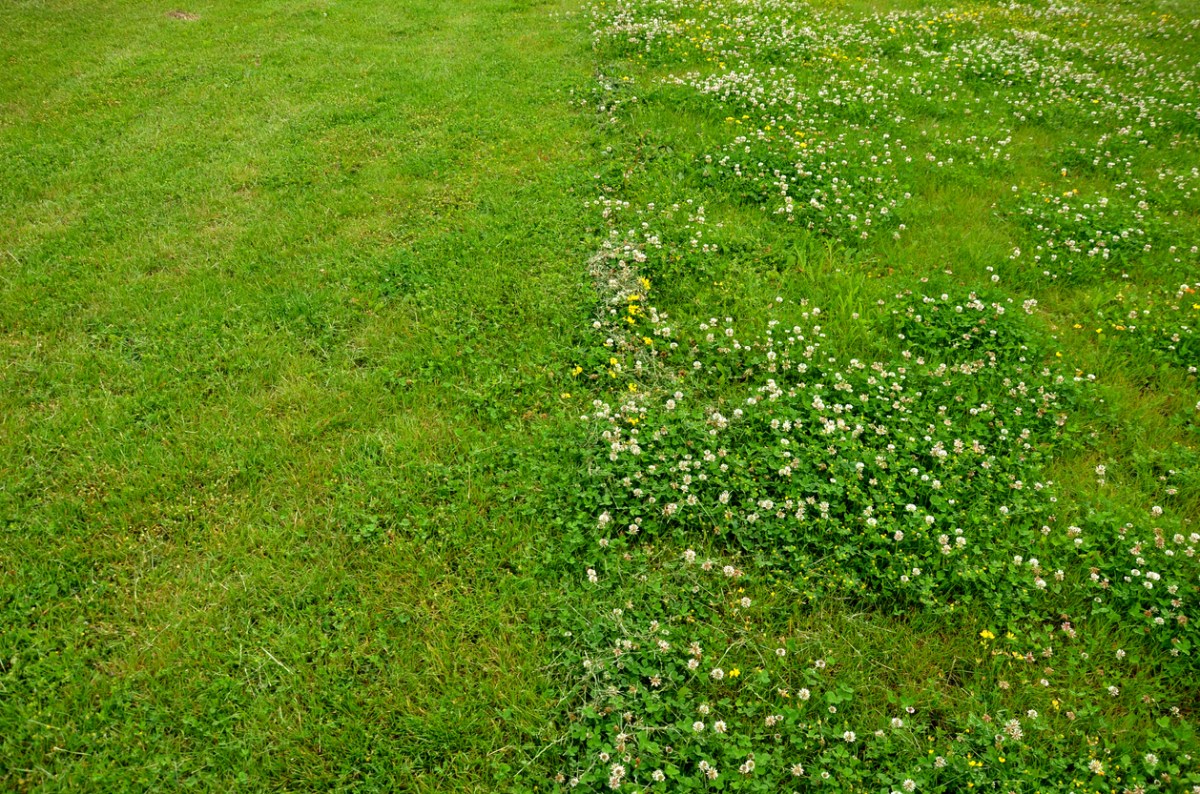 3 Good Reasons Why You Shouldn’t Kill Clover in Your Yard Bob Vila