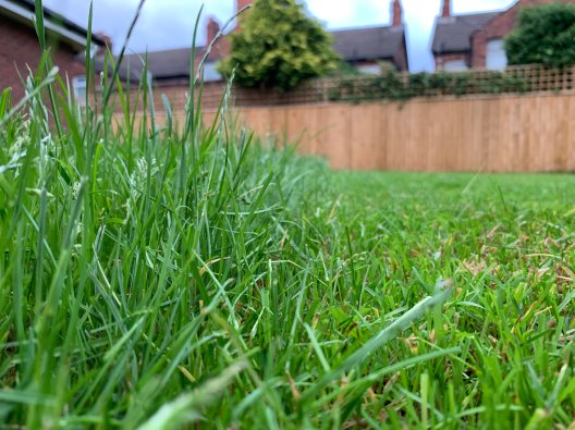 Ground level image of yard with long grass, a fence in the distance.
