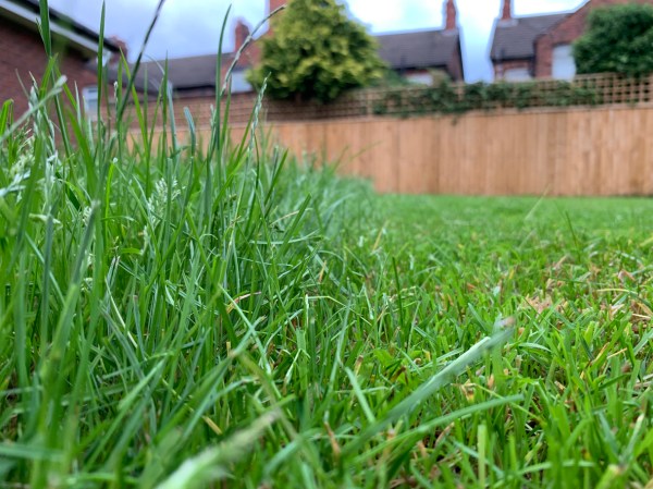 Solved! This Is How Often You Should Mow Your Lawn