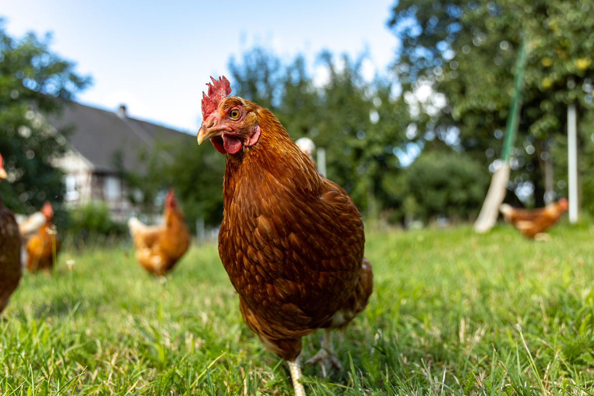 deadly bird flu infecting backyard chicken coops