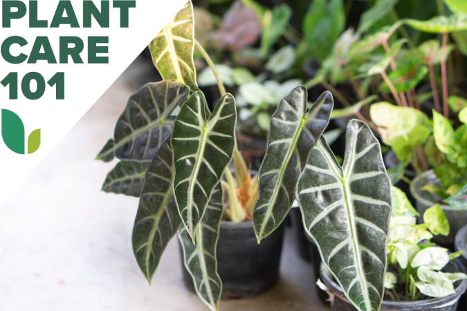 This Guide to Alocasia Care Grows Stunning Elephant Ear Houseplants