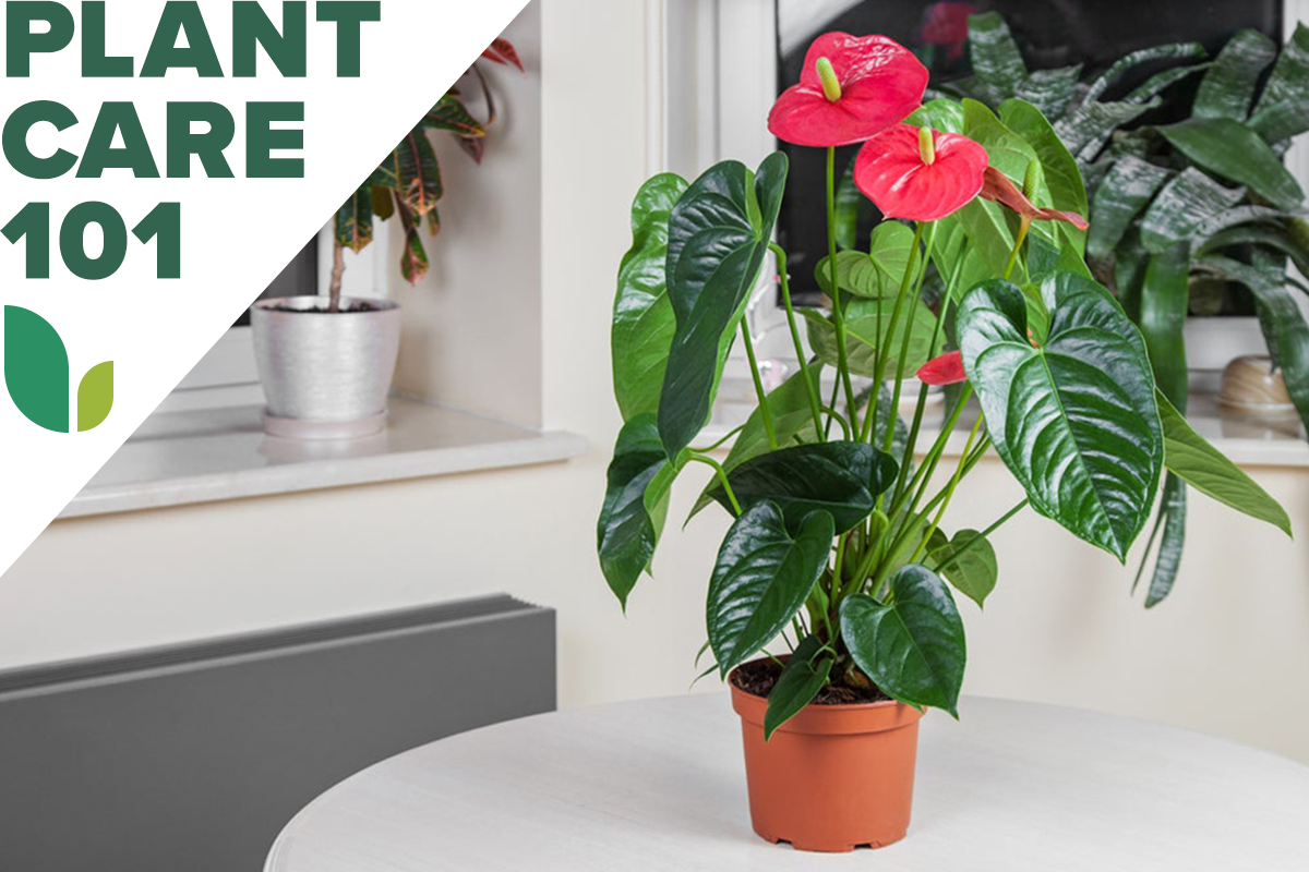 anthurium plant care 101 - how to grow anthurium indoors