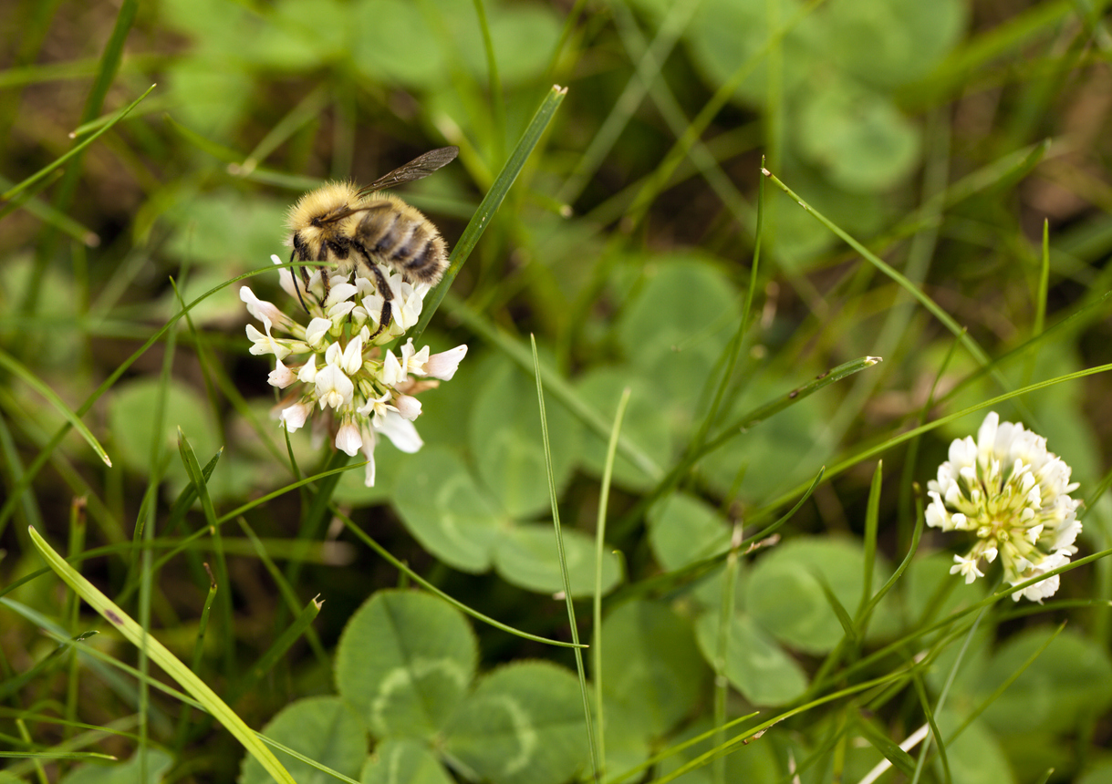 3 Reasons Why You Shouldn’t Kill Clover