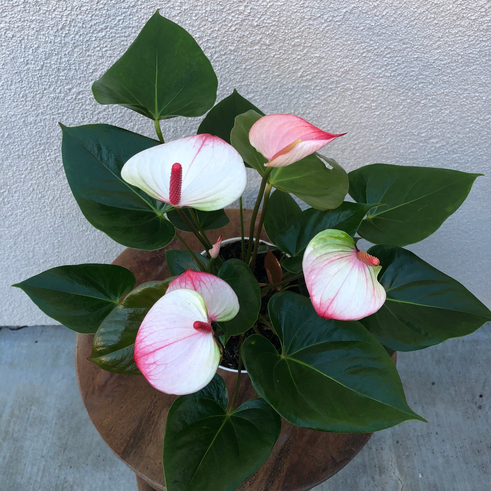 anthurium care