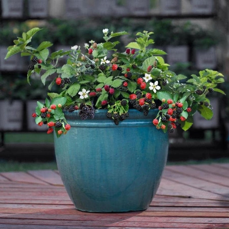 6 Easy Berries to Grow in Containers