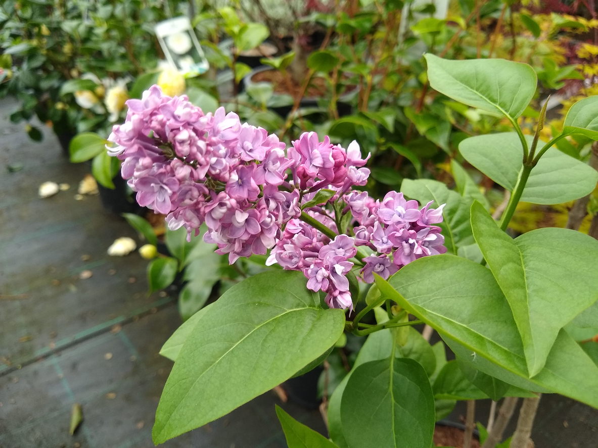lilac varieties