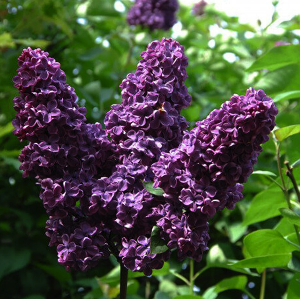 lilac varieties