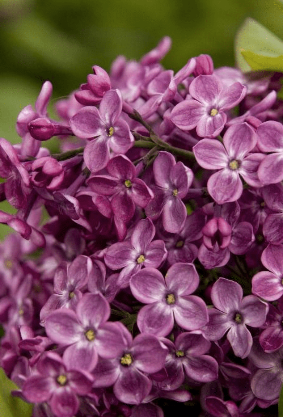 lilac varieties
