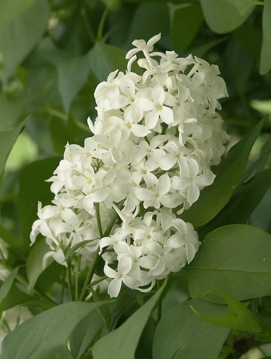 lilac varieties