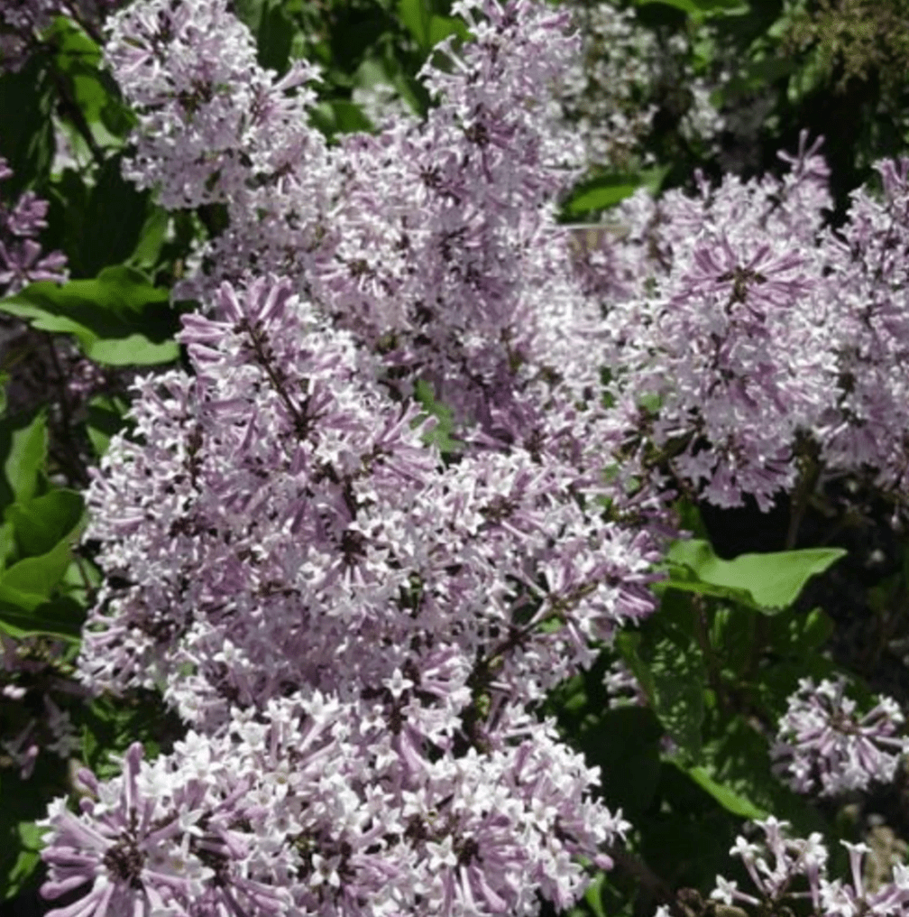 lilac varieties