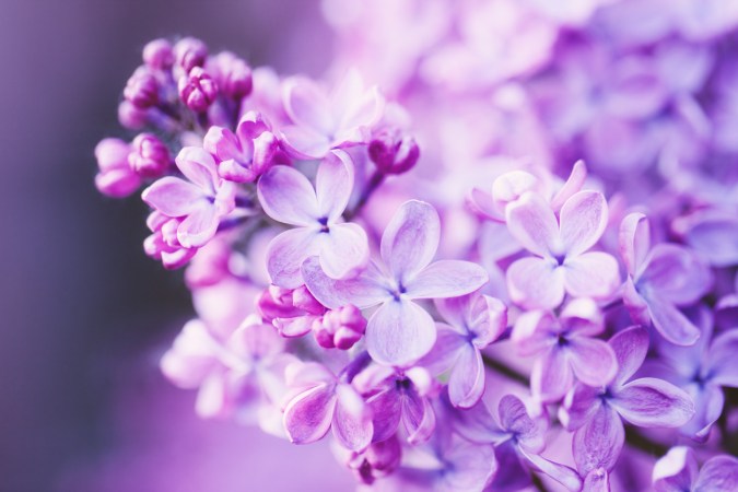 The 20 Best Lilac Varieties to Grow in Your Yard
