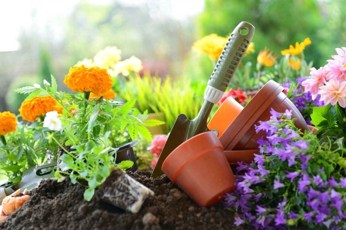 Colorful flowers planted in dirt, a trowel stuck in alongside.