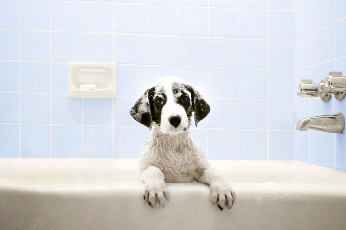 White dog with black ears peering out from a white bathtub.