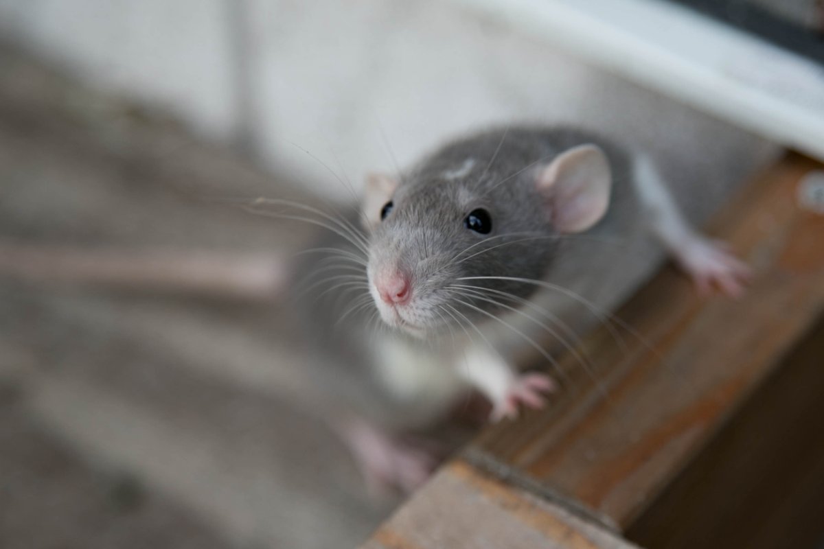 Overhead view of mouse peeking up from a baseboard.