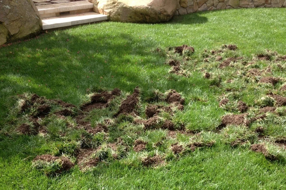 Ripped up sod in a lawn by raccoons.