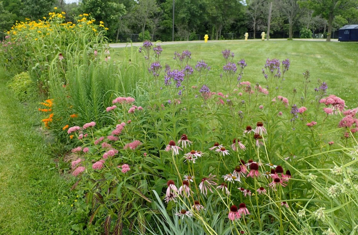 Colorful wildflower butterfly garden with a variety of native plants and flowers.