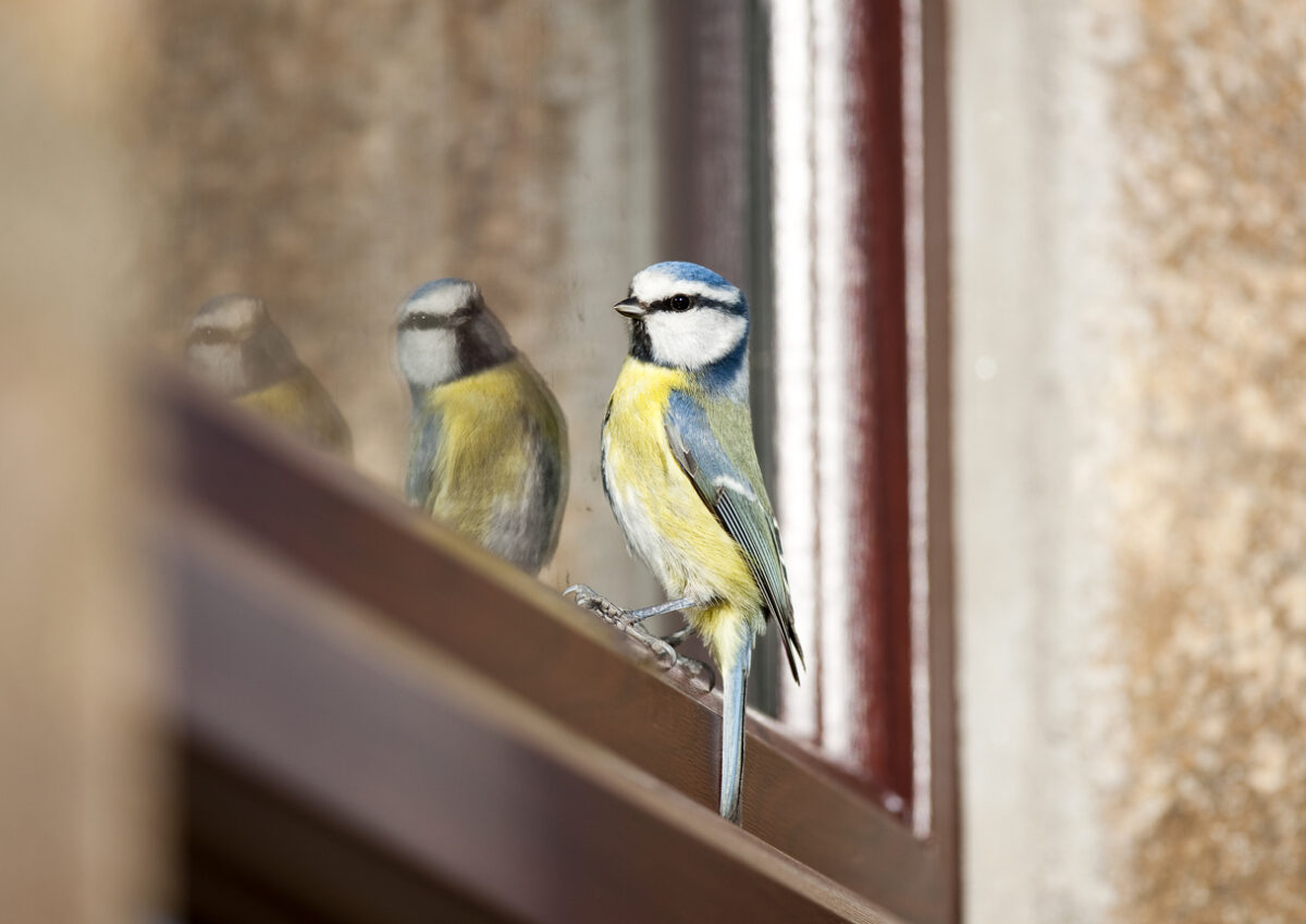 bird safe windows
