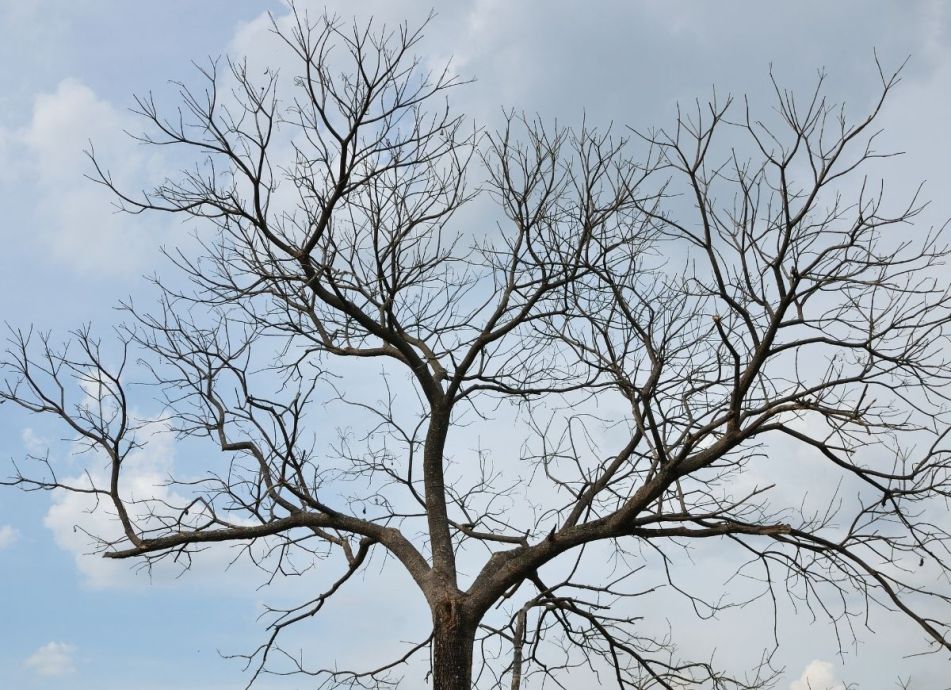 10 Signs a Tree in Your Yard Needs to Be Removed - Bob Vila