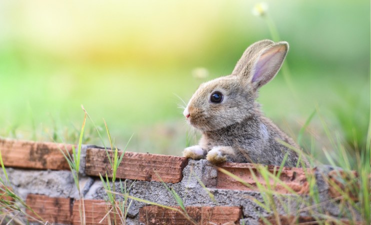 10 Smart Solutions for Keeping Animals Out of the Garden Without Harming Them