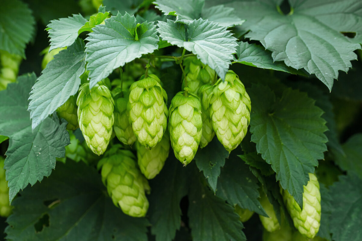 Closeup of a hops plant.