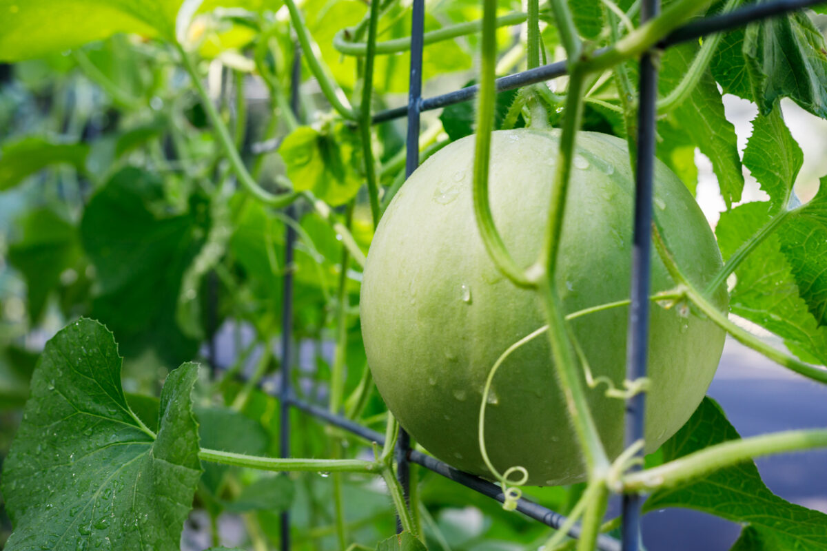 Green melon growing on a metal trellis.