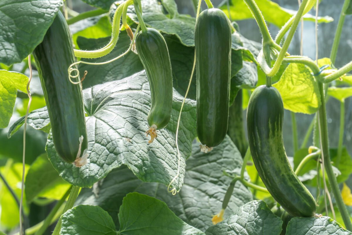 Zucchini hanging on a plant.