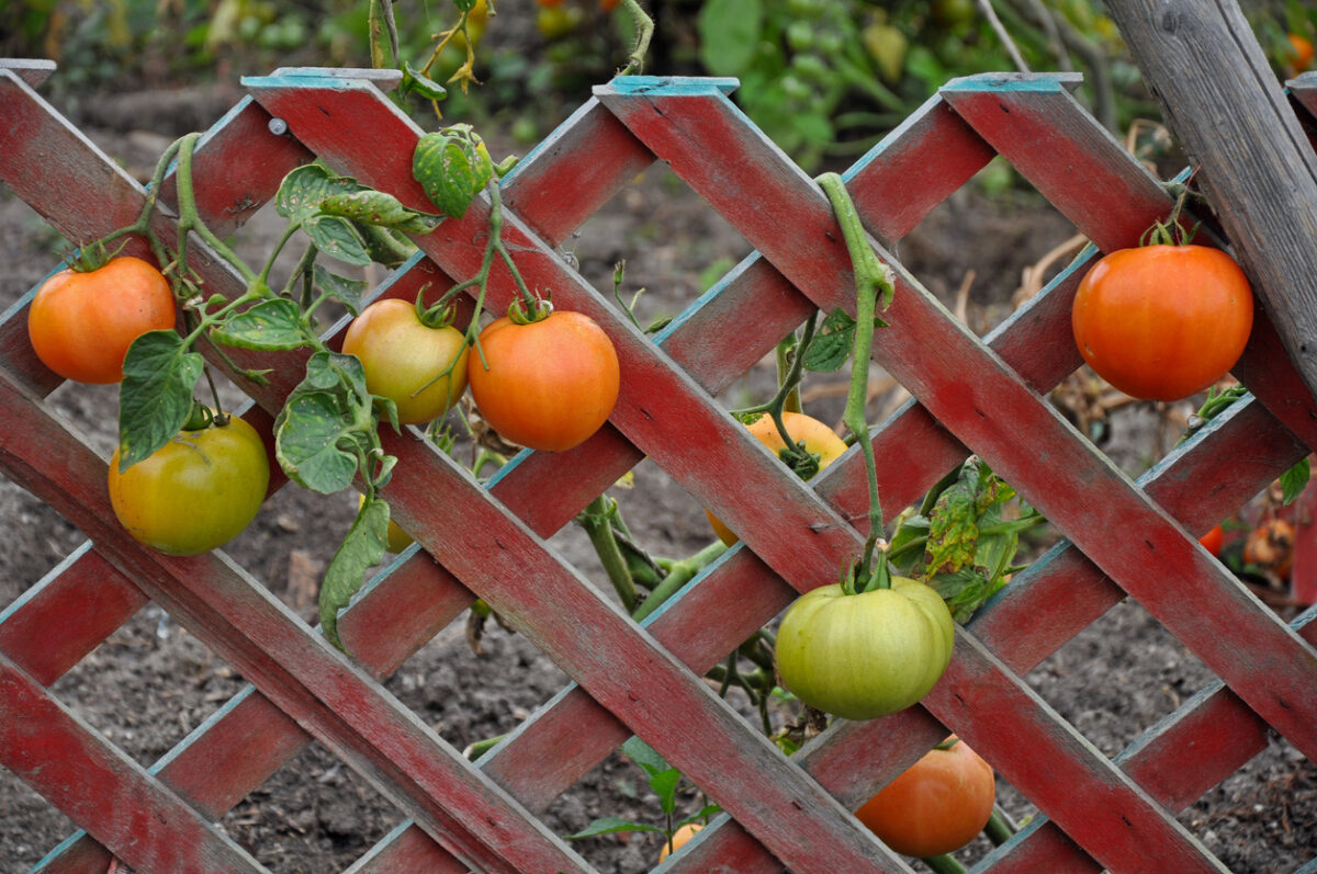 Tomatoes hanging from a red lattice.