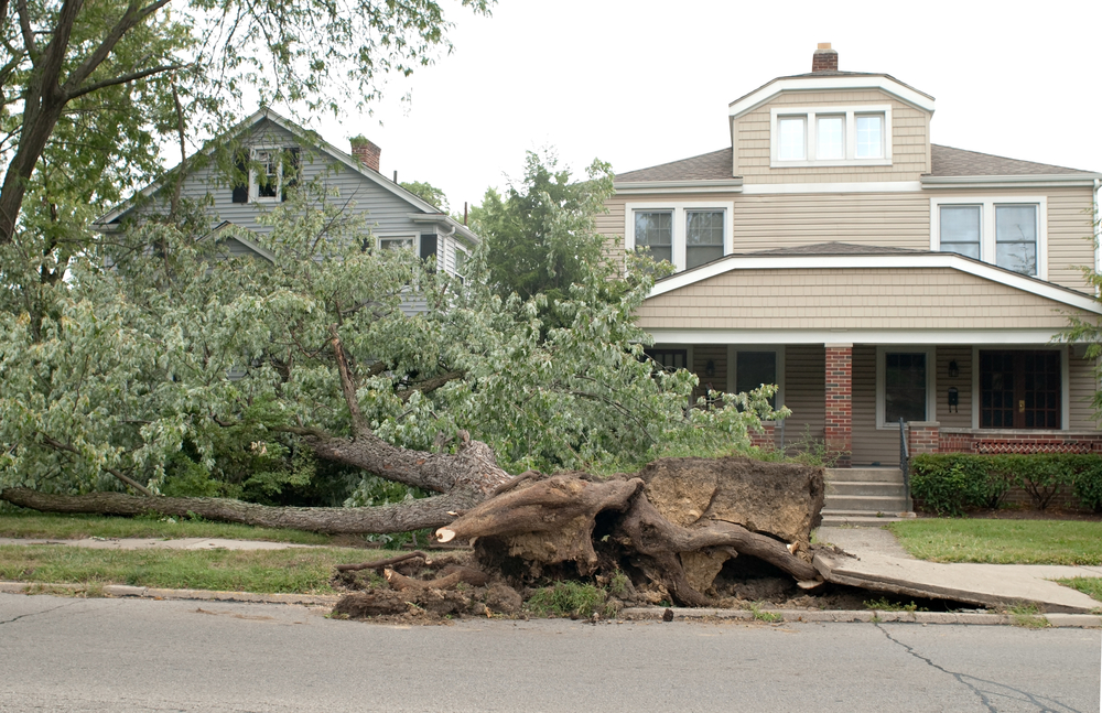 10 Signs a Tree in Your Yard Needs to Be Removed