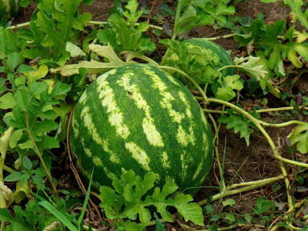 How to Grow Watermelon for the Perfect Summer Treat
