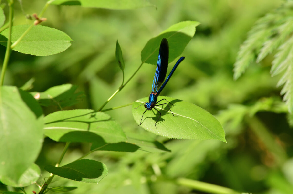 how to attract dragonflies