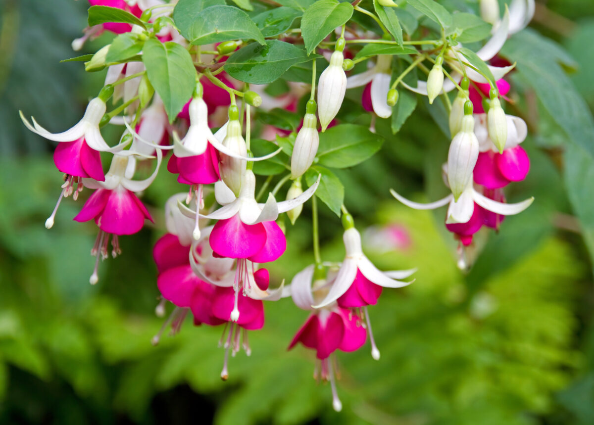 outdoor plants you can propagate from cuttings