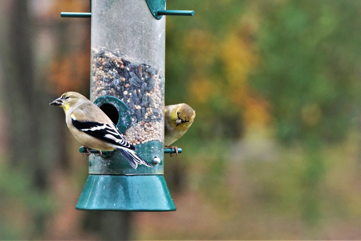 How to Attract Birds to Feeder
