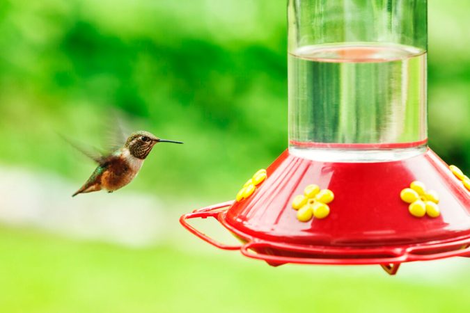 10 Outdoor Accessories Every Bird Lover Needs