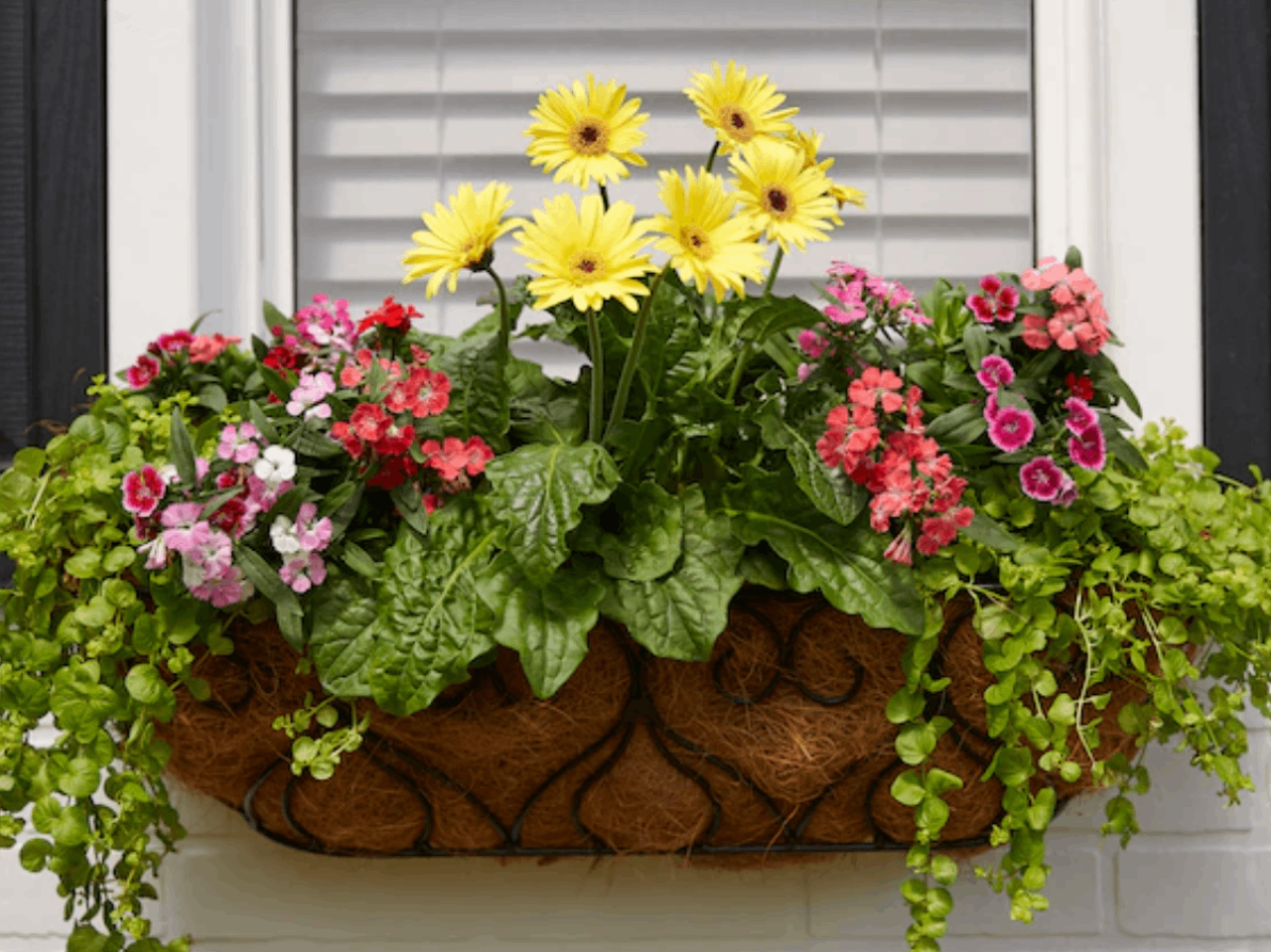 The 8 Best Places To Buy Plants Online